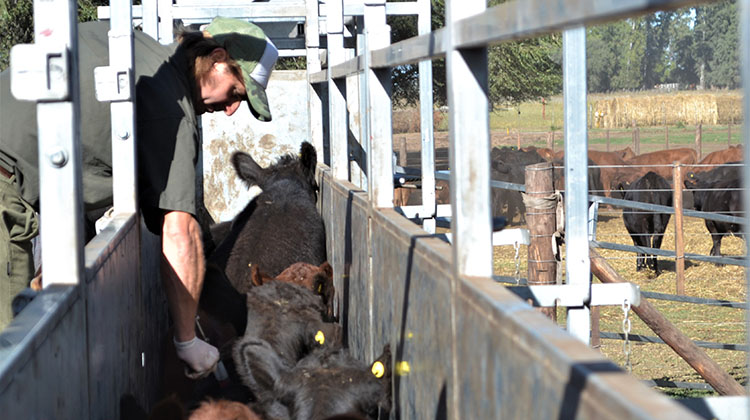 Vacunaci&oacute;n antiaftosa