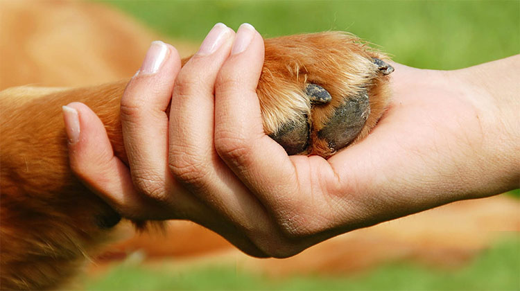 Tenencia responsable de mascotas