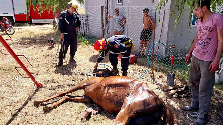 Bomberos rescat&oacute; a un caballo