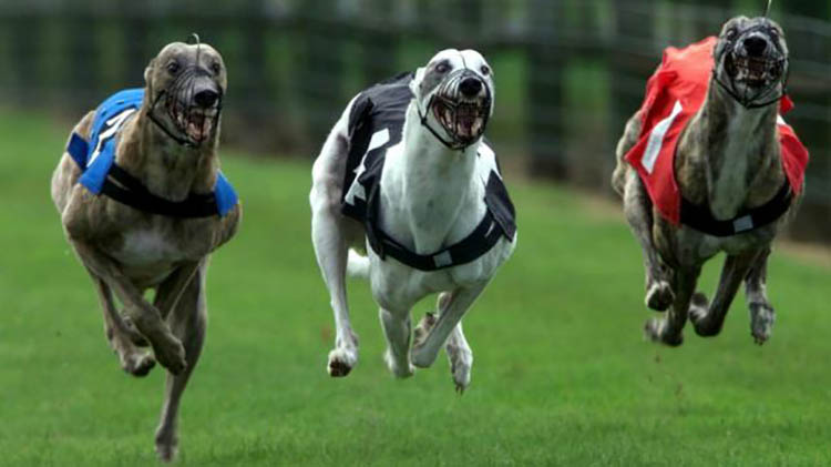 Proh&iacute;ben las carreras de galgos